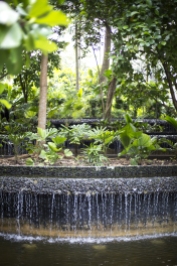 Singapore botanical gardens