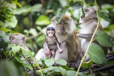 Mum & Baby monkey