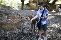 Feed the deer in Nara's park